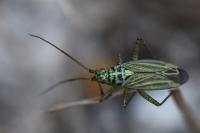 Oncotylus viridiflavus