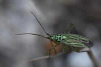 Oncotylus viridiflavus