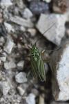 Oncotylus viridiflavus