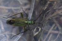 Oncotylus viridiflavus