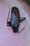 Orthocephalus coriaceus
