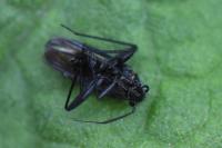 Orthocephalus coriaceus
