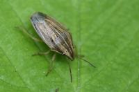 Aelia acuminata