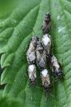 Heterogaster urticae