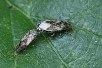 Heterogaster urticae