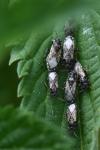 Heterogaster urticae