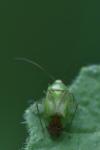 Apolygus spinolae