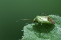 Apolygus spinolae