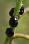 Coptosoma scutellatum