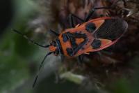 Corizus hyoscyami