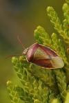 Piezodorus lituratus