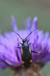 Adelphocoris seticornis