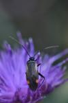 Adelphocoris seticornis