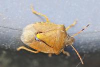 Peribalus strictus vernalis