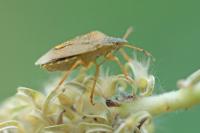 Peribalus strictus vernalis