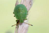 Palomena prasina