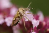Dolycoris baccarum