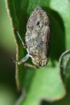 Issus coleoptratus