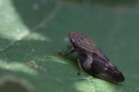 Aphrophora alni