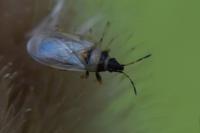 Oxycarenus pallens
