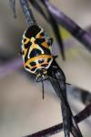 Eurydema ornata