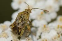 Stictopleurus abutilon