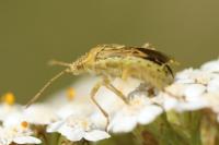 Stictopleurus abutilon