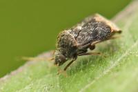 Charagochilus gyllenhalii