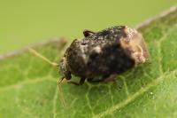 Charagochilus gyllenhalii