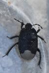 Cydnus aterrimus
