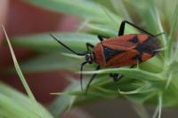 Brachycoleus triangularis