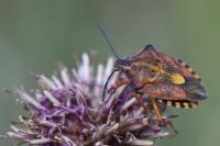 Carpocoris purpureipennis