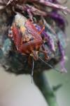 Carpocoris purpureipennis