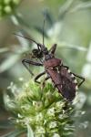 Rhynocoris erythropus