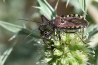 Rhynocoris erythropus