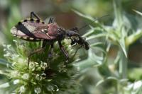 Rhynocoris erythropus
