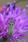 Oncotylus viridiflavus