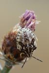 Carpocoris