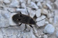 Graptopeltus lynceus