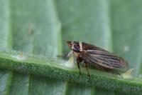 Aphrodes