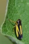 Evacanthus interruptus