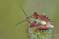 Carpocoris purpureipennis