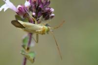 Adelphocoris