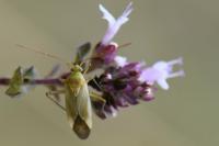 Adelphocoris