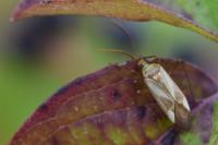 Adelphocoris