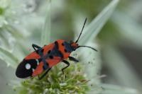 Lygaeus equestris