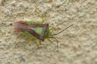 Acanthosoma haemorrhoidale