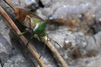 Elasmostethus