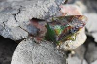 Elasmostethus