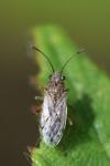 Nysius